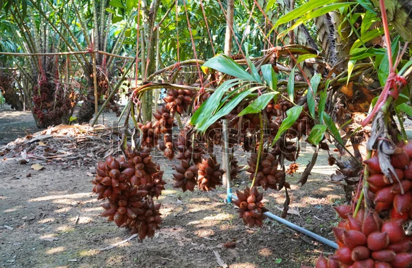 Snake Fruit