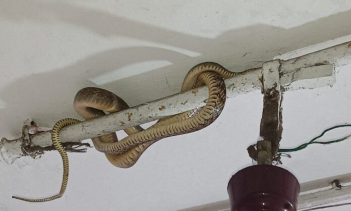 What to do Snake Com to Home