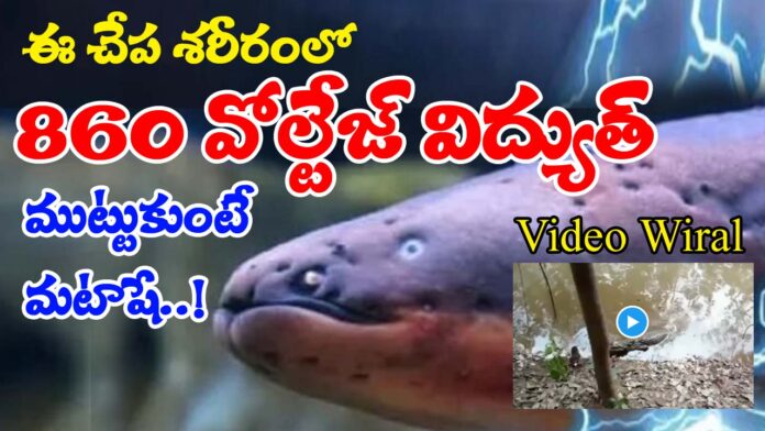 Electric Eel and Electric Fish