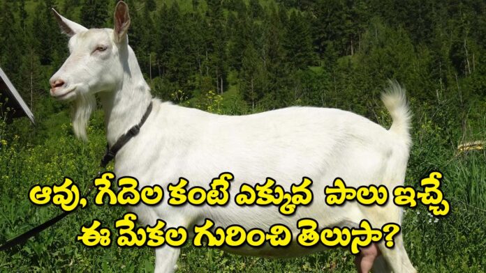 Do You Know Sanen Goat Give milk Better Than Cow and Buffalow copy