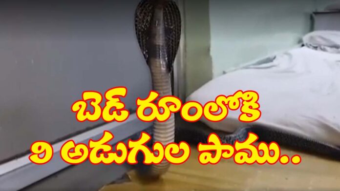 Karnataka Family find 9 food king cobra copy