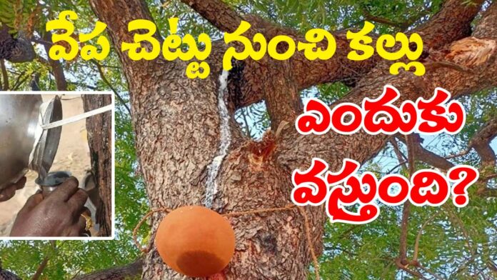 Why White Dropping From Neem Tree copy