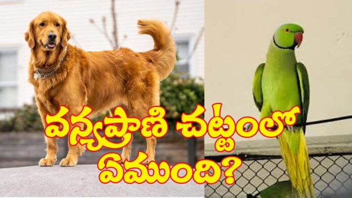 What is the Animal Act