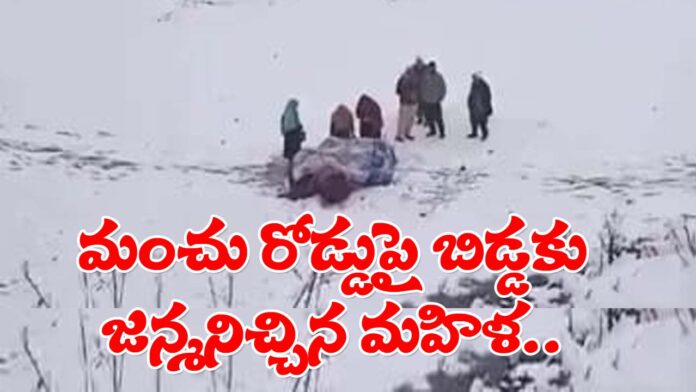 Women Delivers Baby On Snow Covered Road in Kupwara's Manchil