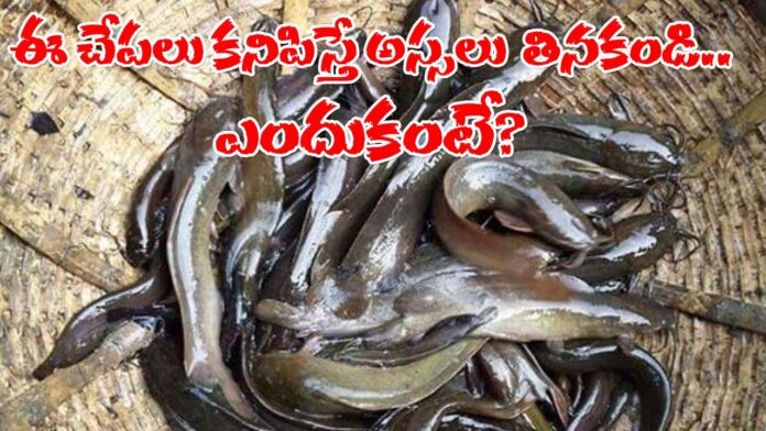 Why Banned Magur Fish in India copy