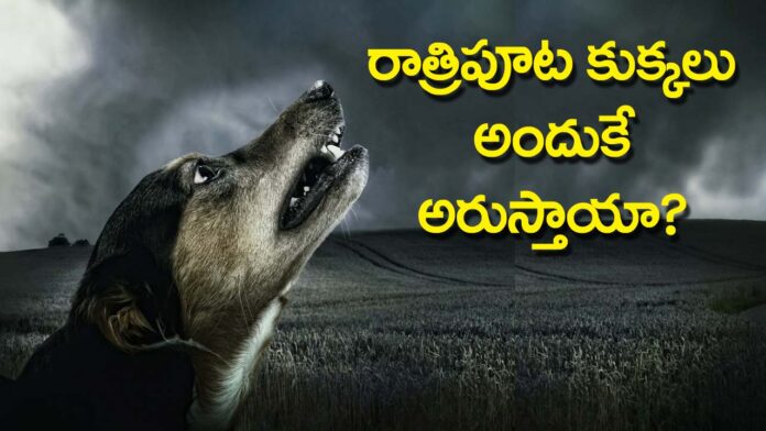 Why Does Dog Cry At night? What is the Reason?