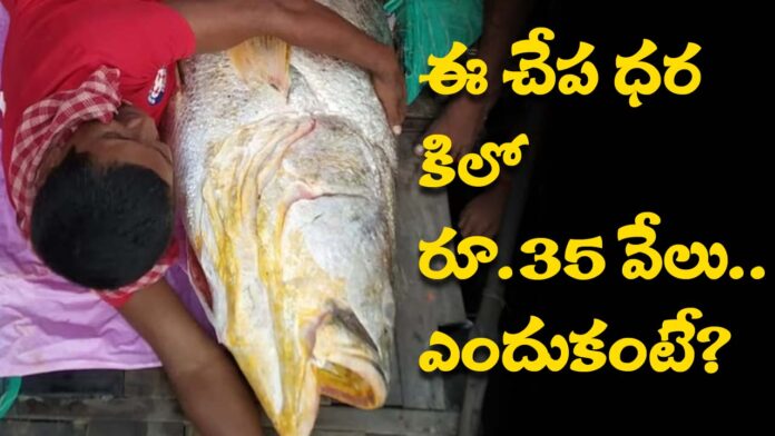 How Much Telia Bhola Fish Price