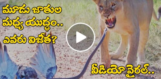 Bottle Between Lion, Blan Mambo And Snake.. Who Is Winner