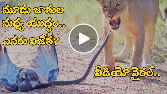 Bottle Between Lion, Blan Mambo And Snake.. Who Is Winner