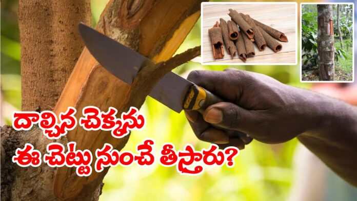 How To Grow Cinnamon From Tree