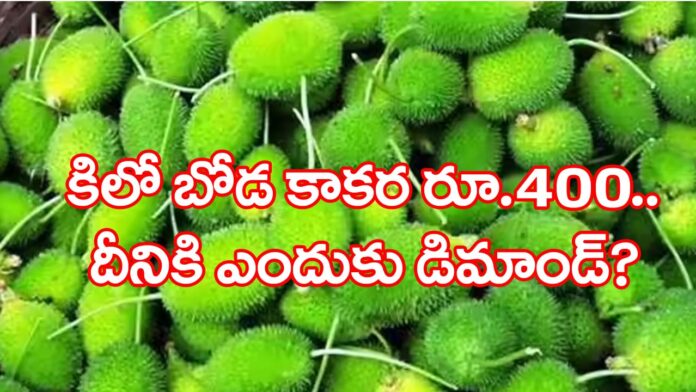 Spiny Gourd Price All Time Record 400 Per Kg