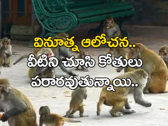 Farmer Protect Their Crop From Monkey Put Tiger Doll Paddy Places