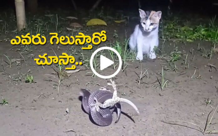 When Snake Gecko Fight Cat See Interesting