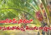 ఆయిల్ పామ్ సాగులో దూసుకుపోతున్న తెలుగు రాష్ట్రాలు.. తెలంగాణ ఏ స్థానంలో ఉందంటే? Oil palm In Telugu States
