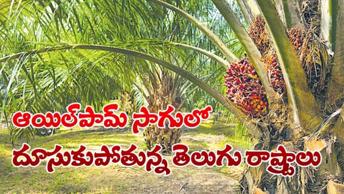 Oil palm In Telugu States