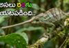 The Pinocchio Mystery: ఈ ఊసరవెల్లి అసలు రంగు బయటపడింది..!(వీడియో) The Pinocchio mystery