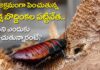 Australian Cockroach: లక్ష బొద్దింకల పట్టివేత..ఎందుకు పెంచారంటే.. Australian Cockroach king busted