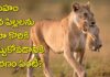 Lions Life: సింహం తన పిల్లలను మెడ దగ్గర ఎందుకు కొరికి పట్టుకుంటుంది? Lions Life.. Why does a lioness carry her cubs by biting and holding them at the neck