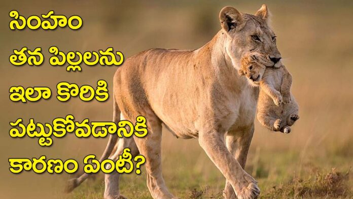 Lions Life.. Why does a lioness carry her cubs by biting and holding them at the neck