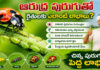 Velvet Mite With farmers : ఆరుద్ర పురుగు..రైతులకు ఉన్న సంబంధం ఏంటీ..దీనిలోఎలాంటి లాభాలు.. What benefits do farmers derive from the Arudra insect