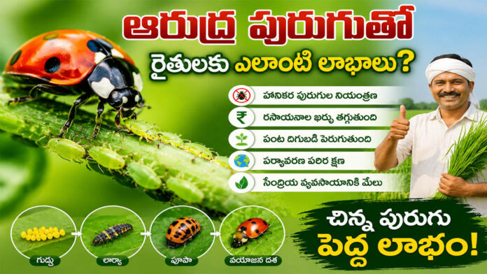 What benefits do farmers derive from the Arudra insect