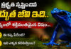Highly poisonous frog: అత్యంత విషం కలిగిన..ఈ కప్ప పేరేంటో తెలుసా.. highly poisonous Blue Poison Dart Frog
