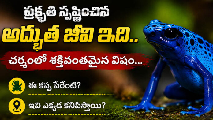 highly poisonous Blue Poison Dart Frog