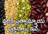 Alternative Crops Seeds: నేటి నుంచి వరికి ప్రత్యామ్నాయ పంటల విత్తనాల విక్రయాలు.. Sales of seeds for alternative crops to paddy begin today