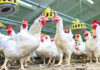 Chicken Price Today: భగ్గుమంటున్న చికెన్ ధరలు.. గుడ్ల రేట్లూ పరుగులు chicken price today