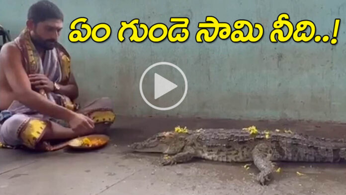 Priest performs puja to a crocodile for rains; video goes viral..