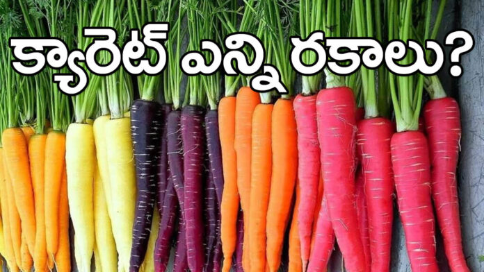 What is the History Of Carrot